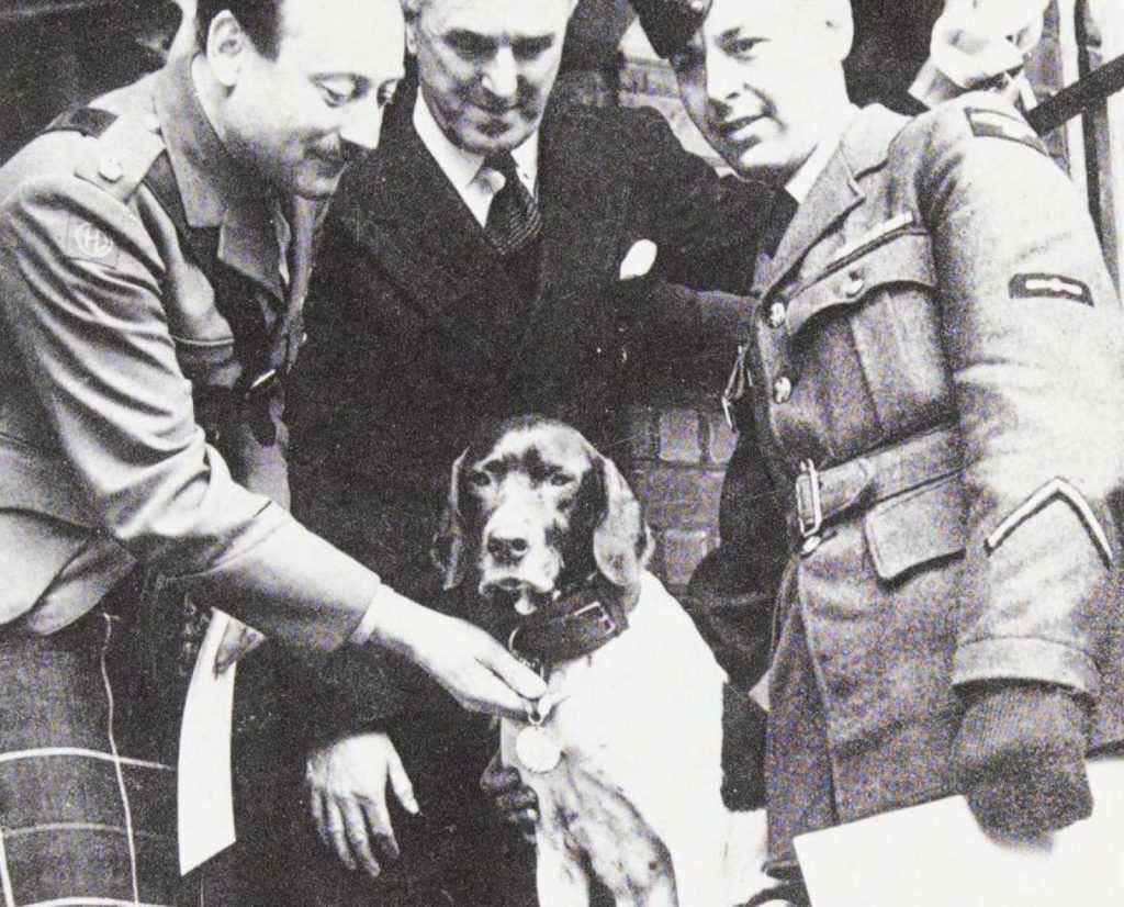 Judy the English Pointer with soldiers