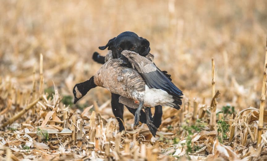 A Labrador Retriever with a large goose while hunting. 