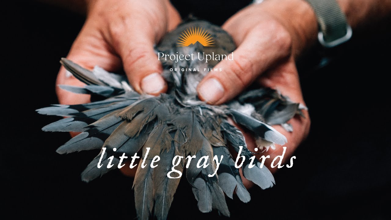 Cover of the dove hunting video, Little Gray birds