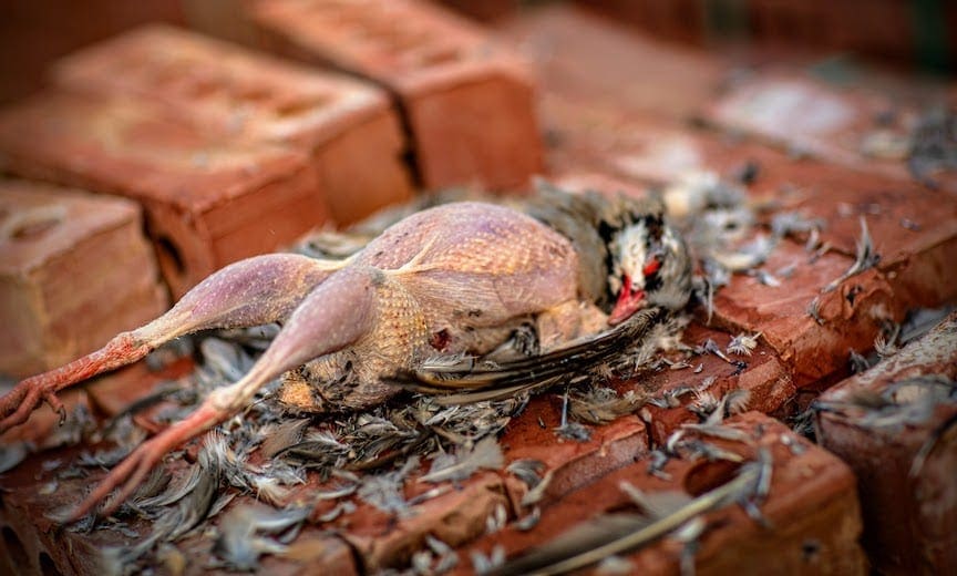 A partially plucked chukar bird on a stack of bricks