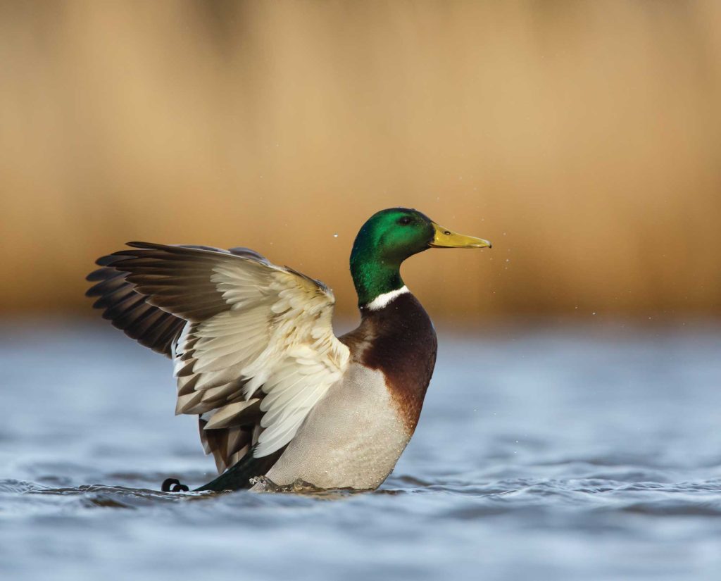 A mallard drake on the water