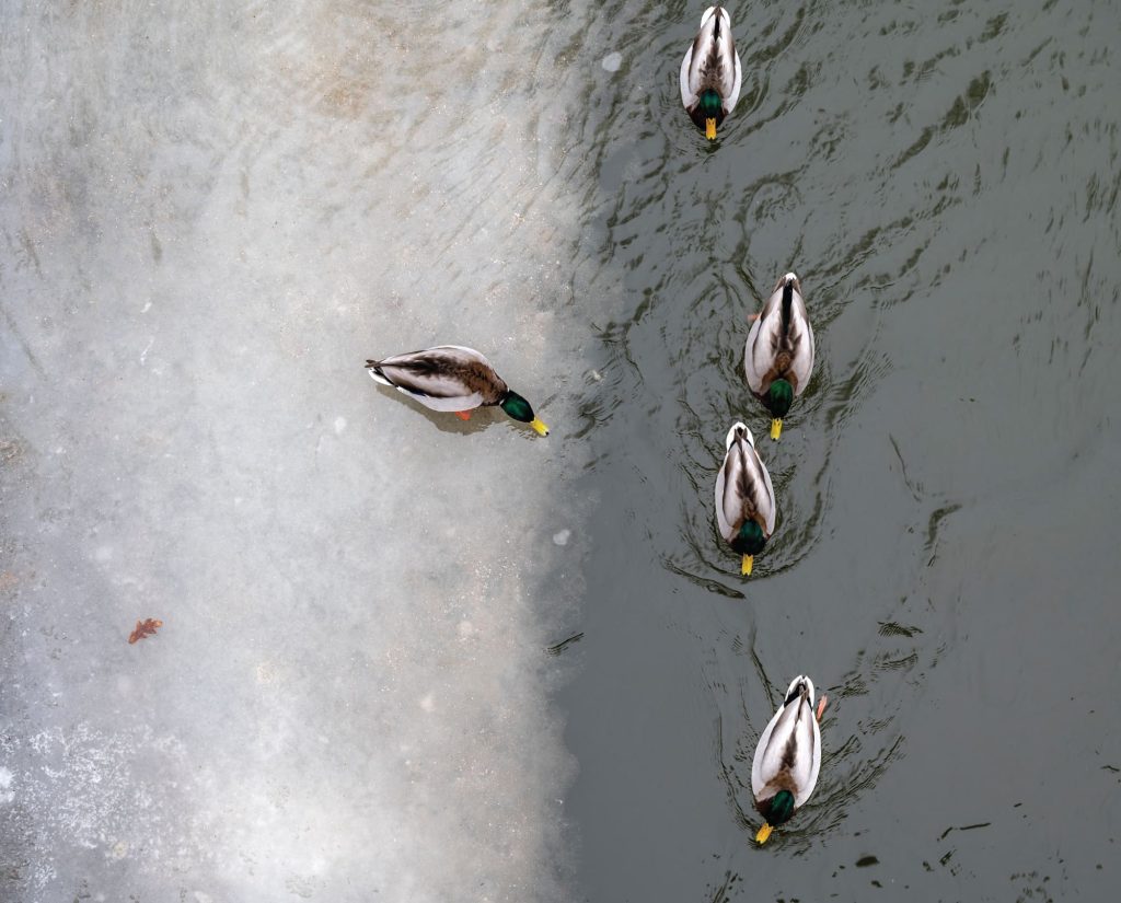 ducks feed at the meeting of waterways