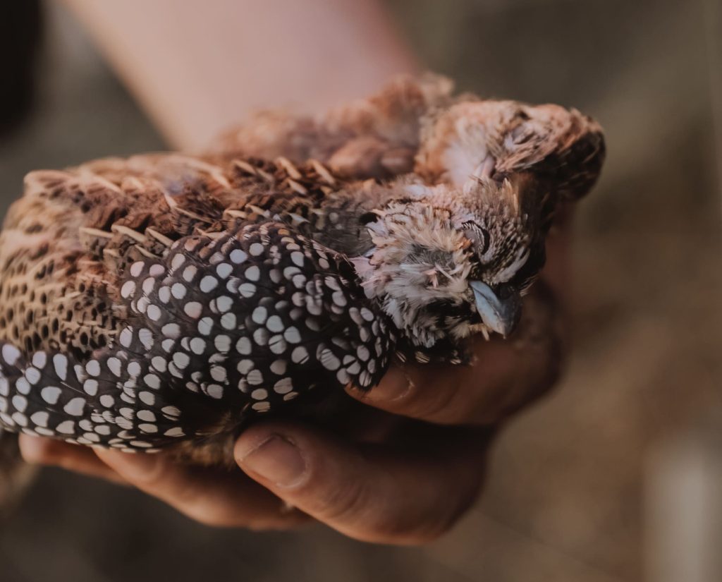 A Mearns quail taken durning a hunt in the Southwest