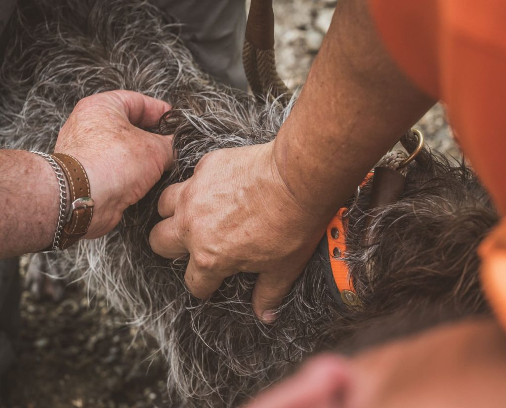 NAVHDA judges inspect the physical attributes of a hunting dog