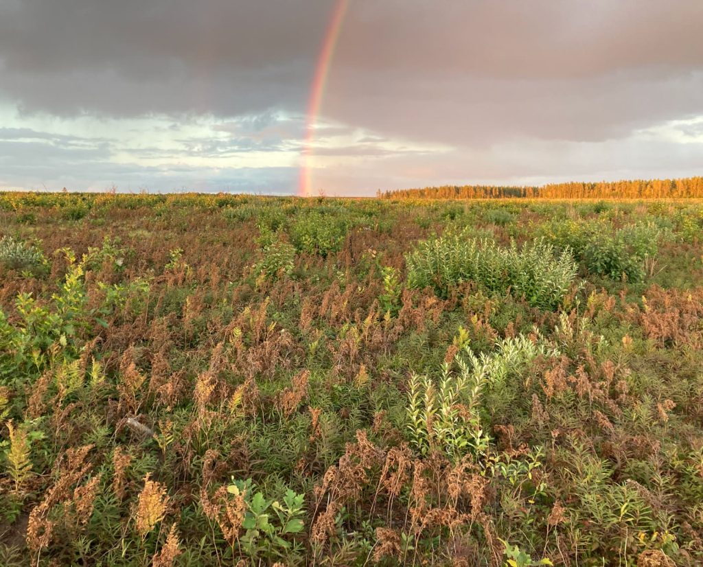 Sharp-tailed grouse habitat with pine barrens off in distance.