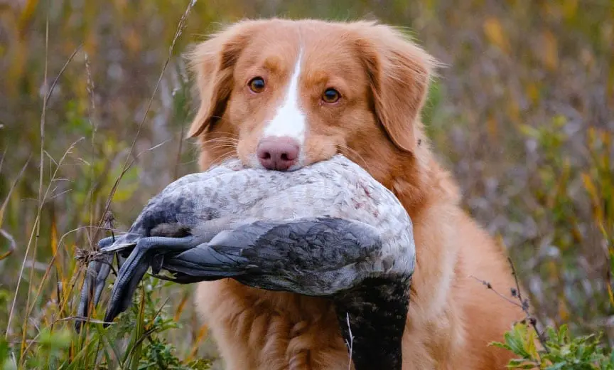 A Nova Scotia Duck Tolling Retriever with a Duck in his mouth.