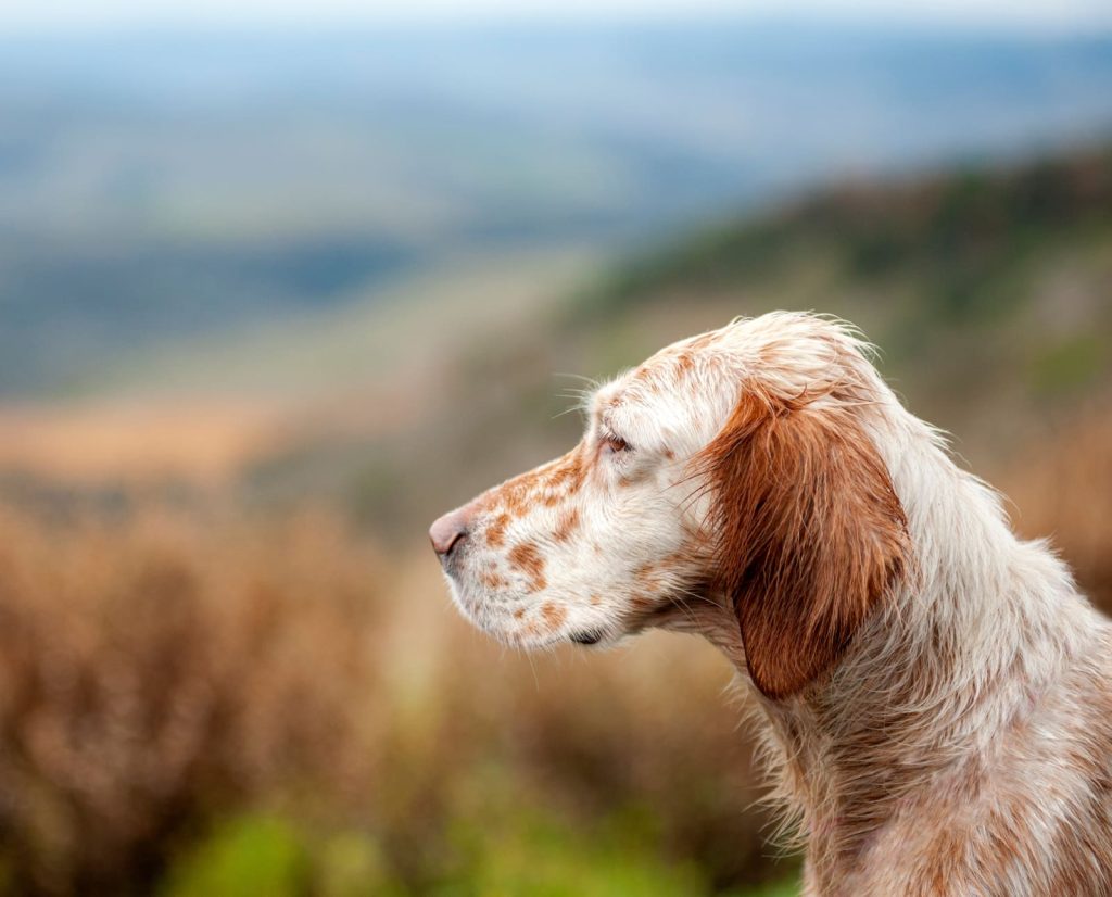 Orange Belton Llewellin Setter