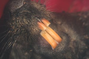 beavers
