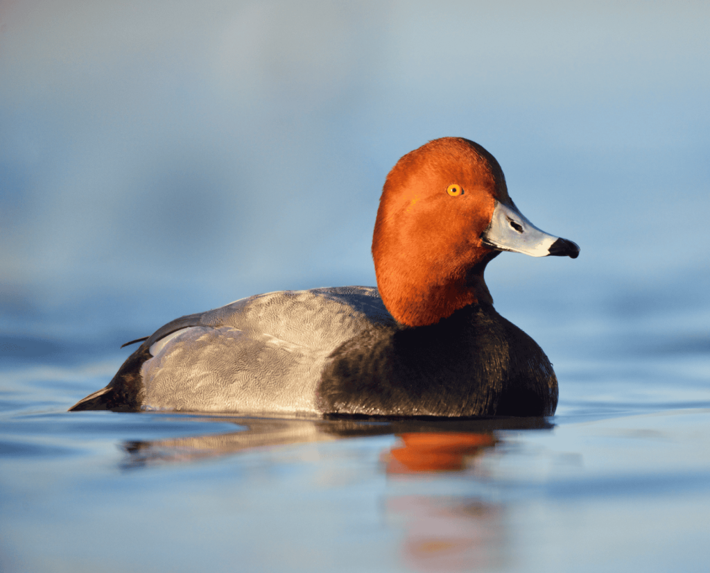 A redhead duck floats on the water.