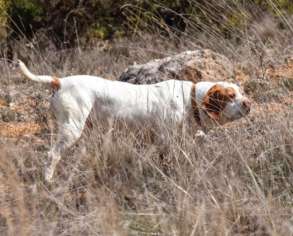 Hunting with the Pachón Navarro