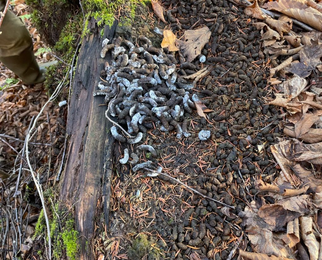 A perennial drumming log that a dominant ruffed grouse male has used for years.