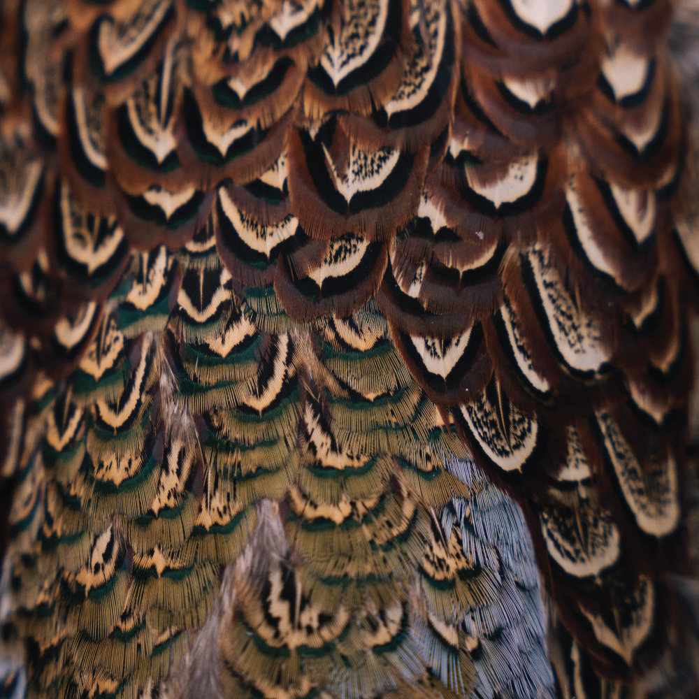 Pheasant Feathers