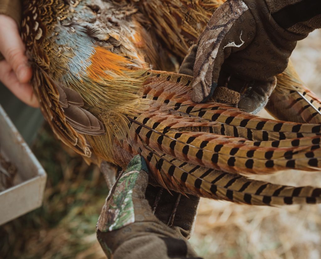 A successful pheasant hunt in Nebraska