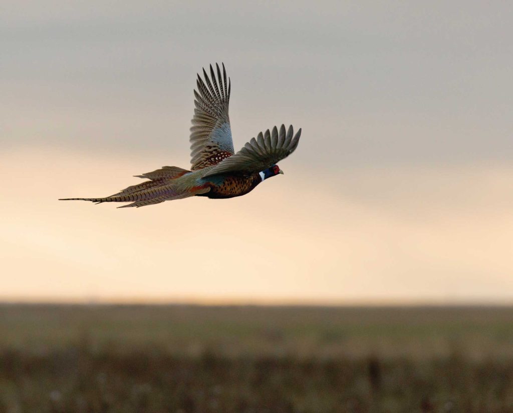 A Pheasant flushes on public lands.