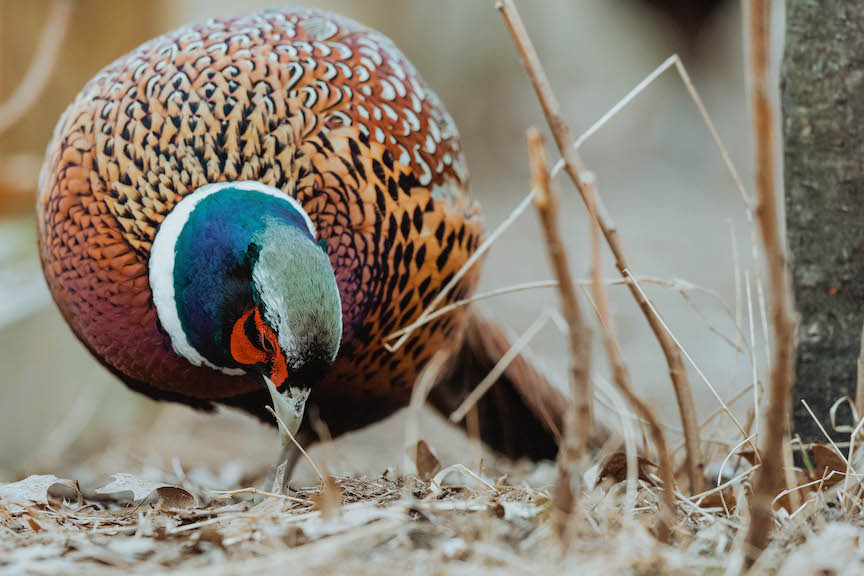 A rooster pheasant feeds in a crop field