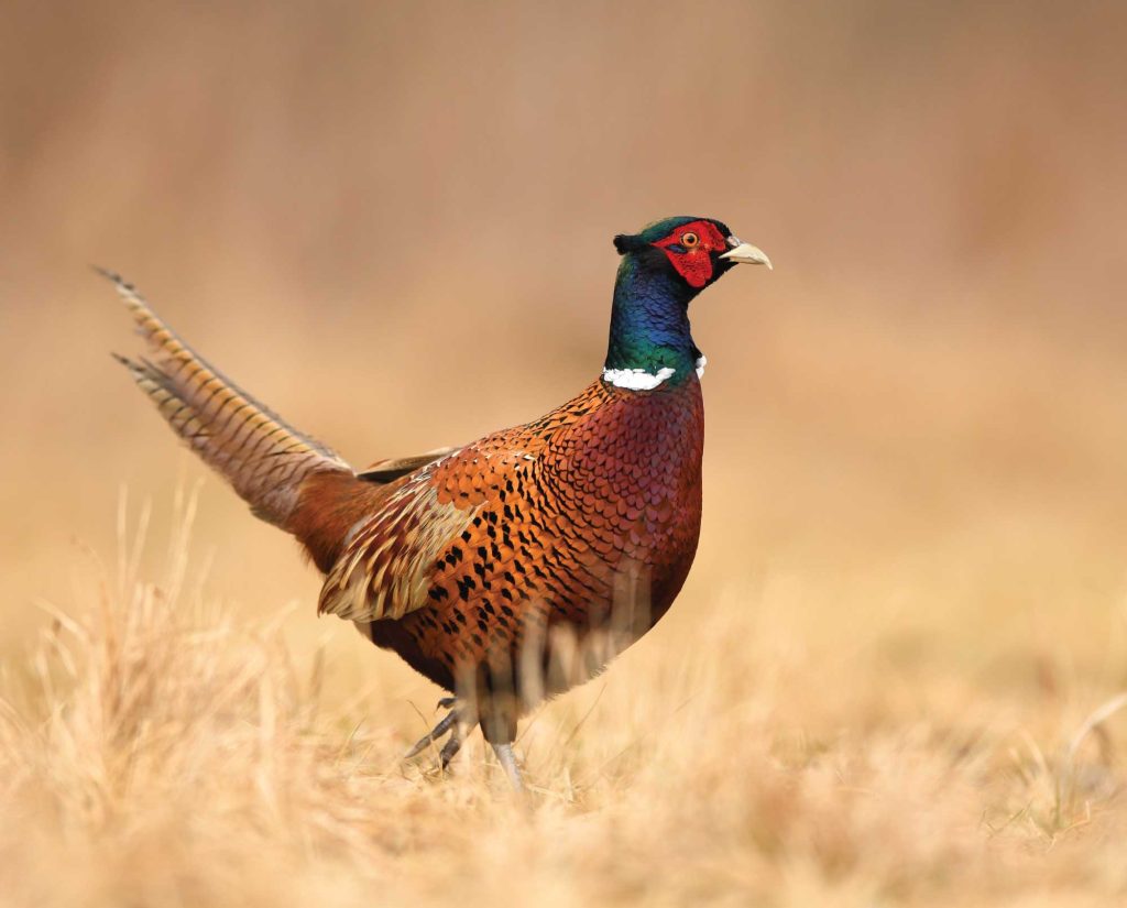A pheasant in a farmer's field in Washington state