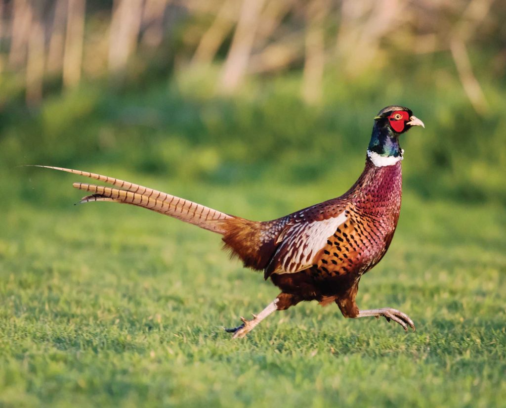 A stocked pheasant in Massachusetts
