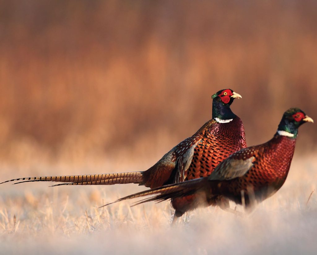 Two male pheasant in a publi land field