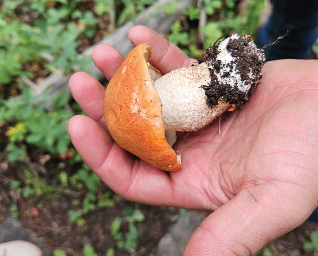 A forager picks a Aspen Bolete musroom