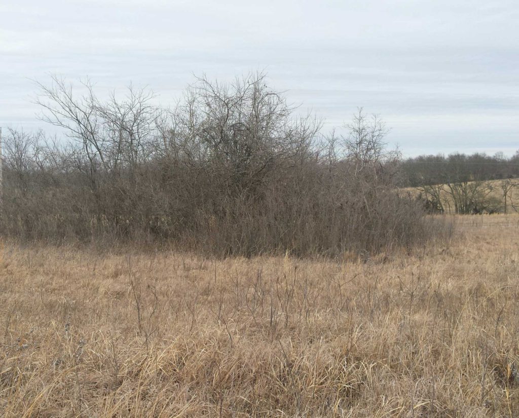 A plum thicket provides good woody escape cover for bobwhite quail.