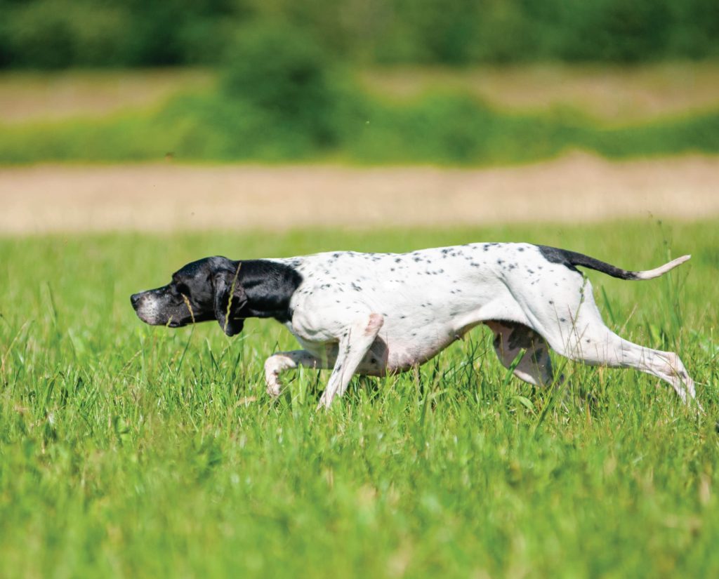 A pointer hunting dog works in a foeld to find birds