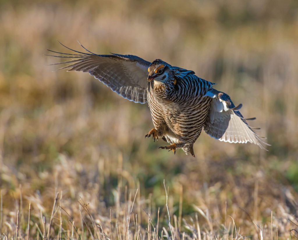 A prairie chicken in the Nebraska Sandhills.