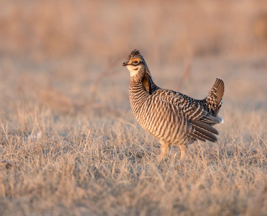 A prairie chicken in Colorado