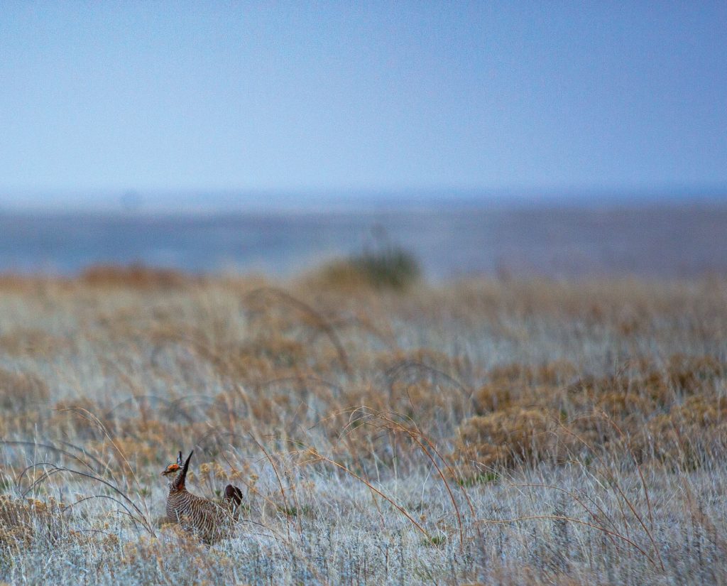 A single male lesser prairie chicken during mating-ritual dance