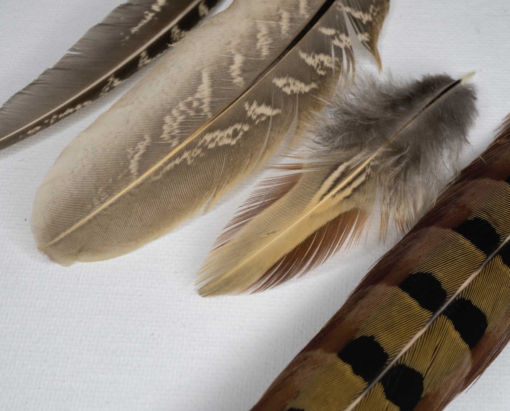 Primary and Secondary Flight, Covert, and Tail Feathers