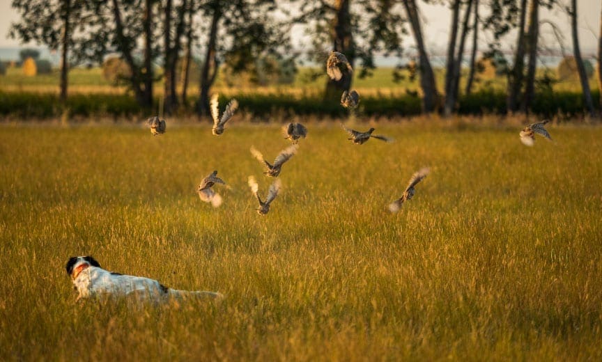 An English pointer training on wild huns on public lands. 