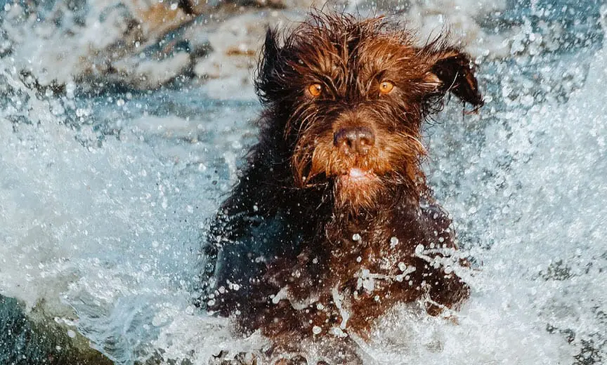 A Pudelpointer making a water retrieve.