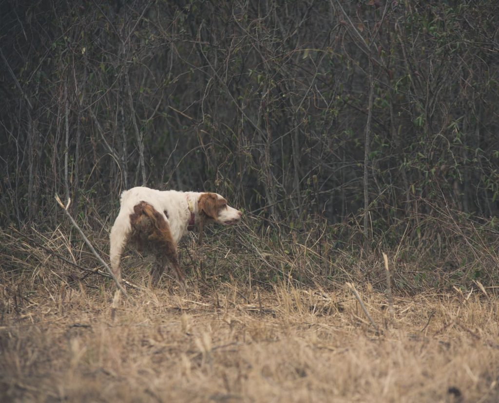 A quail dog points bobwhite quail during a hunt