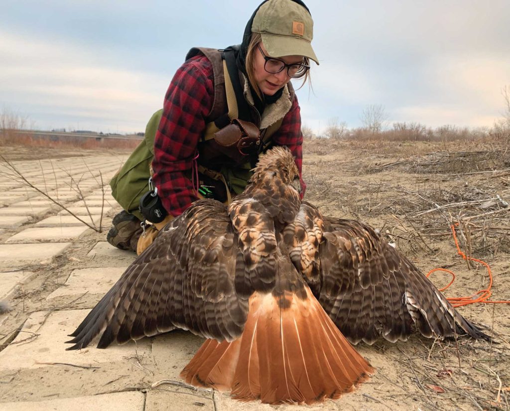 Red-tailed hawk being used for falconry 