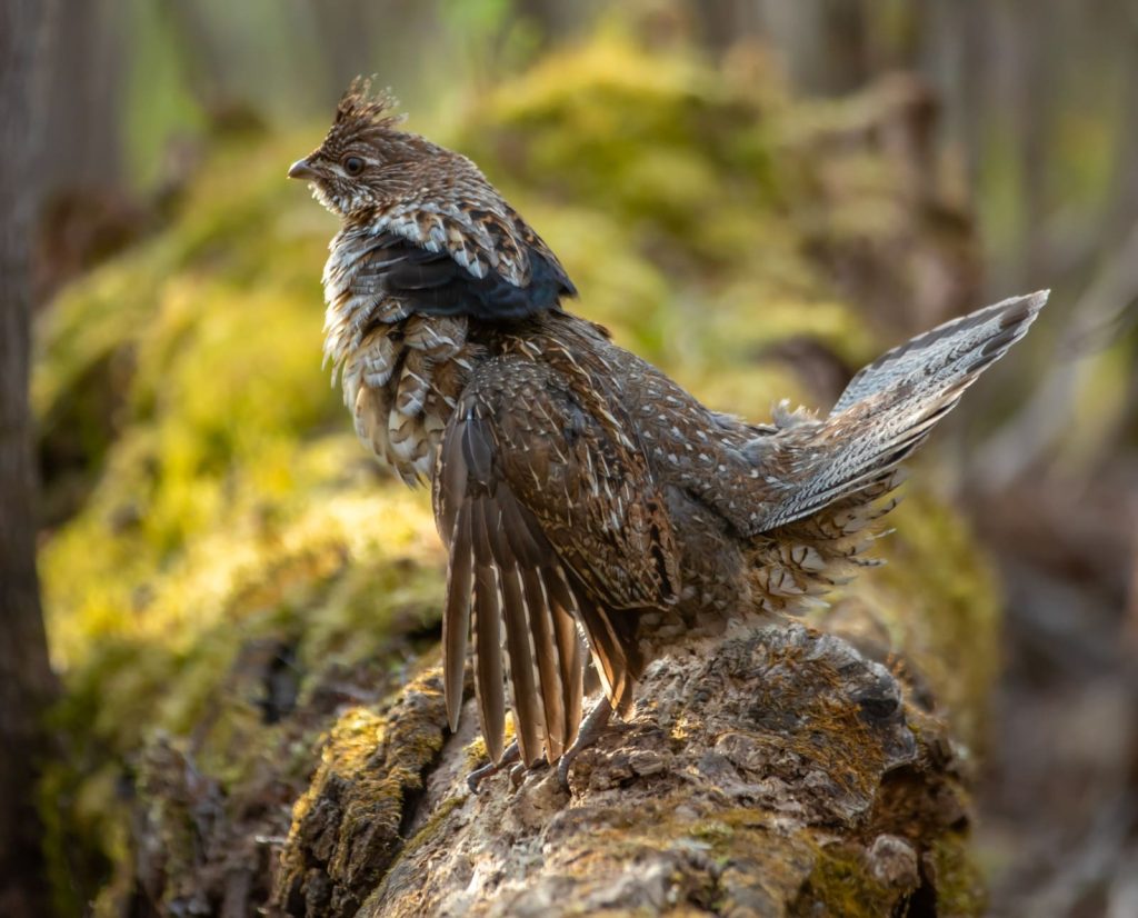 A ruffed grouse drumming log with a guard object from an uprooted stump.