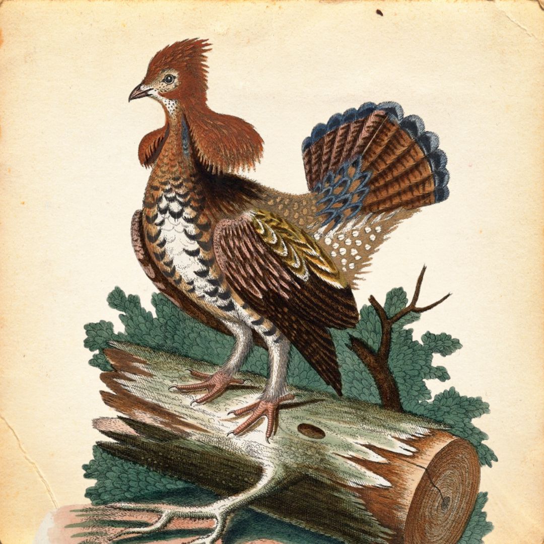 Ruffed Grouse art illustration by George Edwards