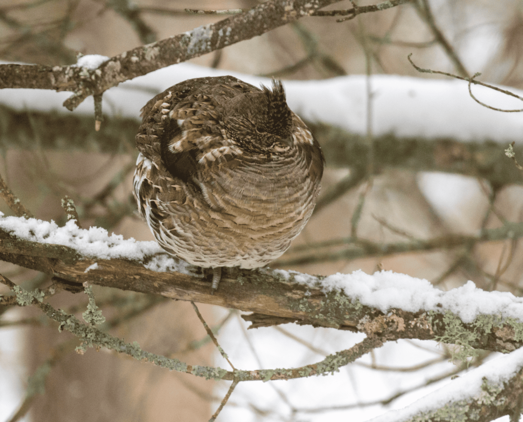 A ruffed grouse in a tree durning the winter snow. 