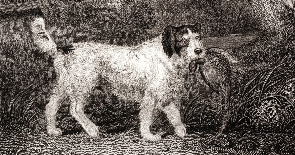 A Russian Setter retrieves a bird