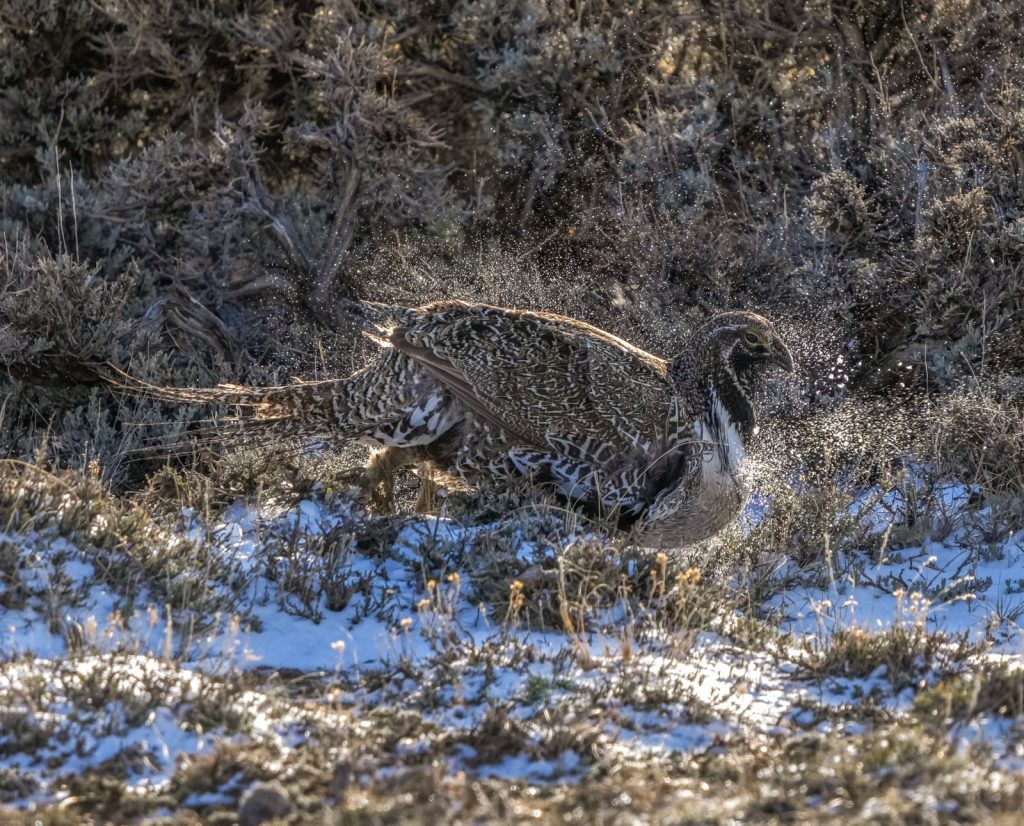 Sage grouse in the winter snow.