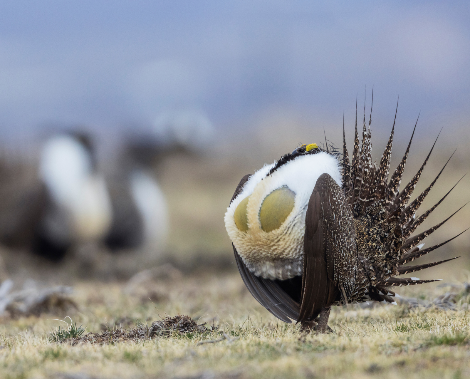 A Male sage grouse booming on a lek.