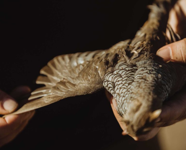 A hunter holds up a Scaled quail while hunting.