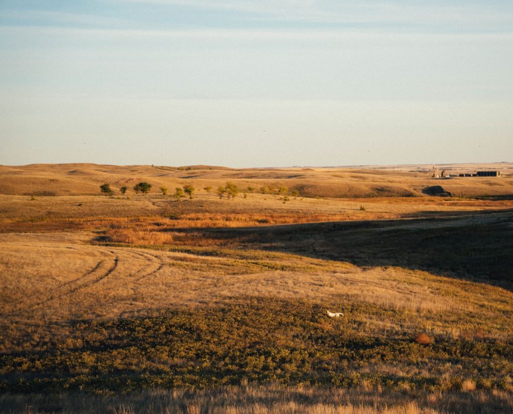 A dog points sharp-tailed grouse in a mix of native and farmed land.