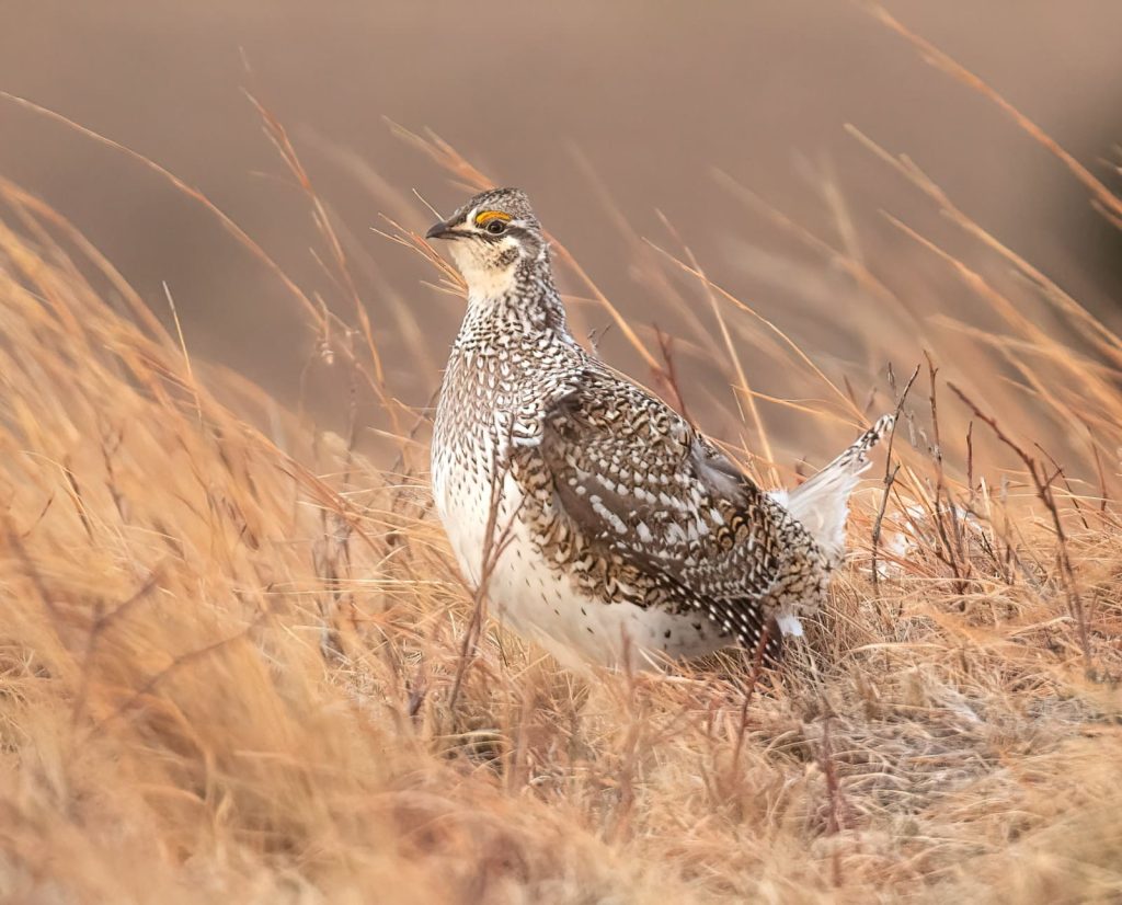 A close up of a sharp-tailed grouse for identification purposes. 