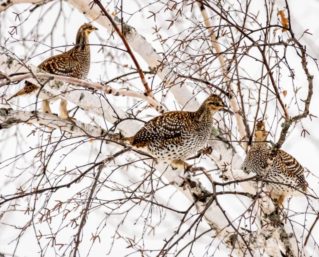 Sharp-tailed grouse in a tree.