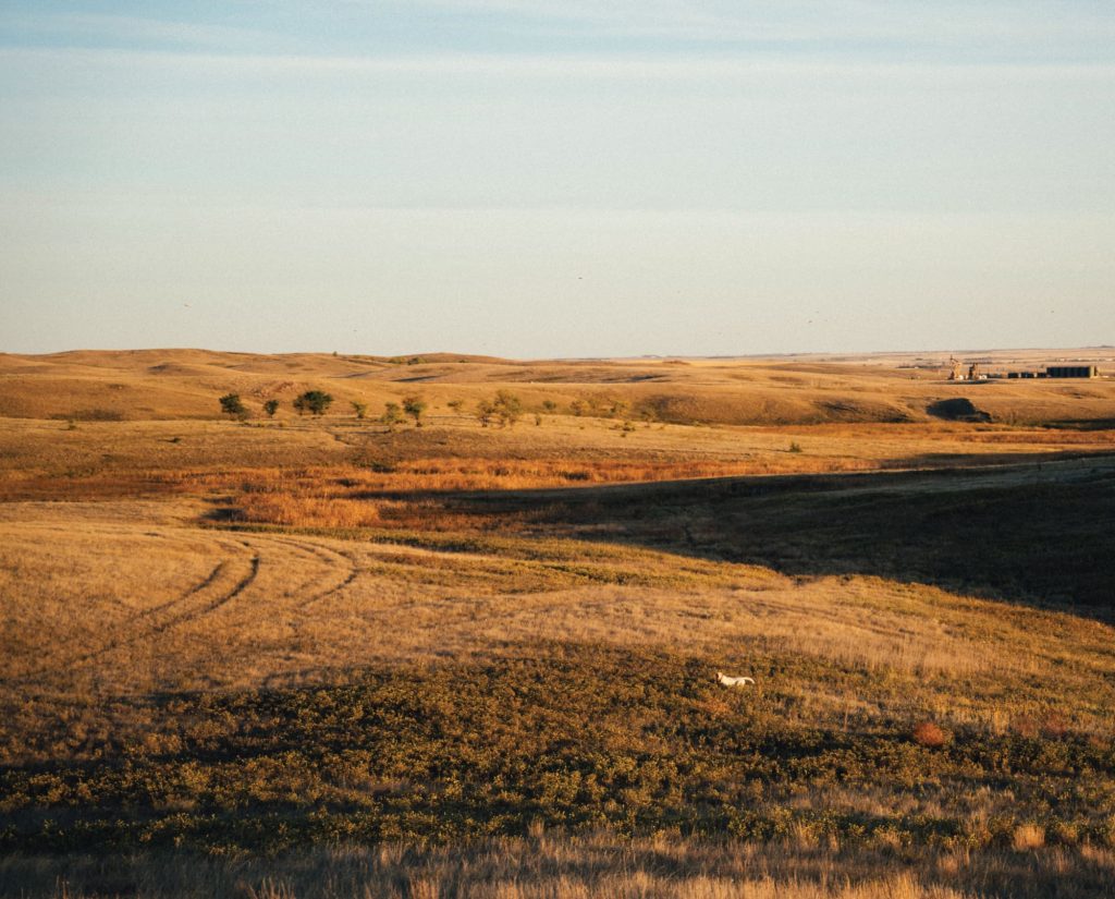 A pointing dog works sharp-tailed grouse on the prairie