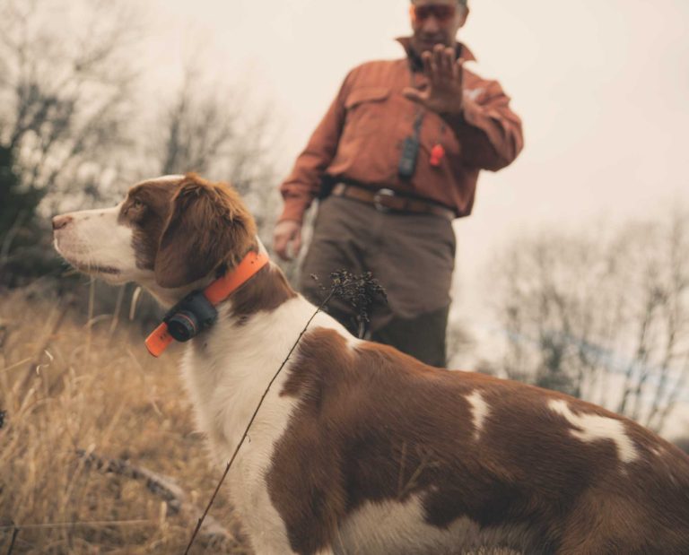 A dog trainer tells a dog "whoa"