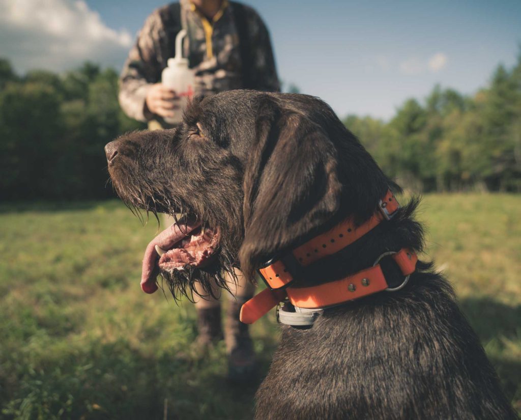A dog trainer rewards a dog with treats