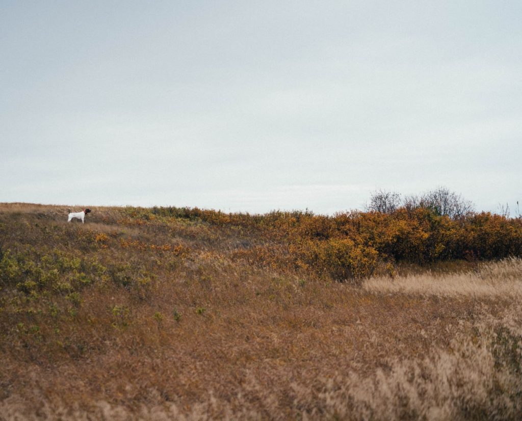 A dog on point in shrubs for sharp-tailed grouse.