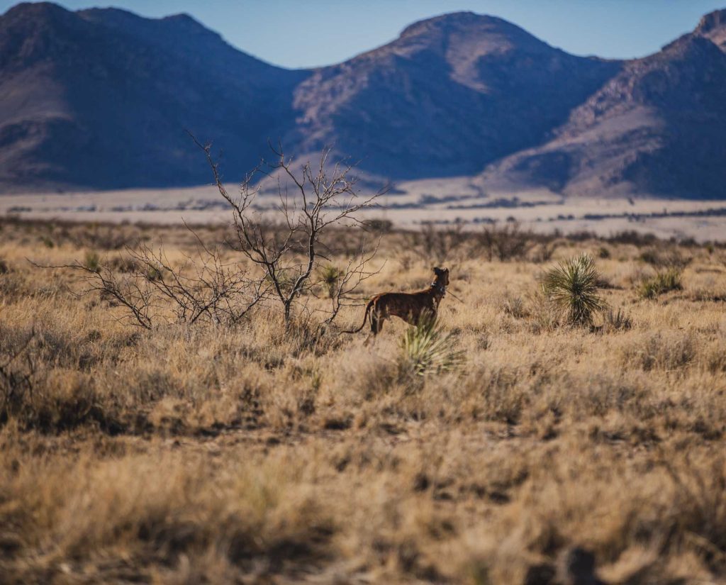 A sighthound working in a desert