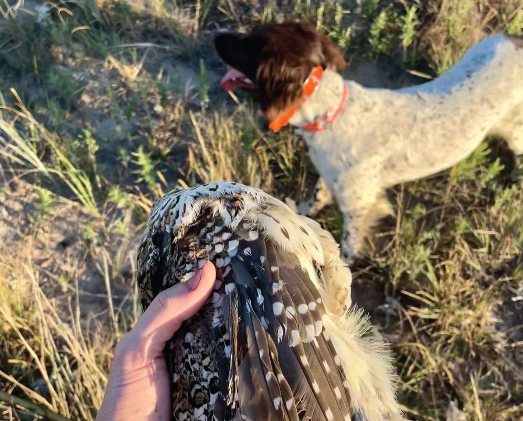A Small Munsterlander bird hunting on the American prairie.