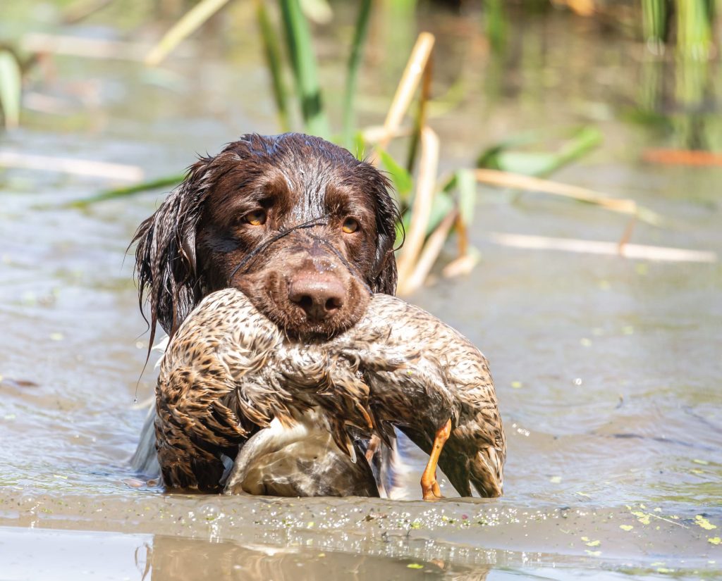 Small Munsterlander does water work with a water retrieve.